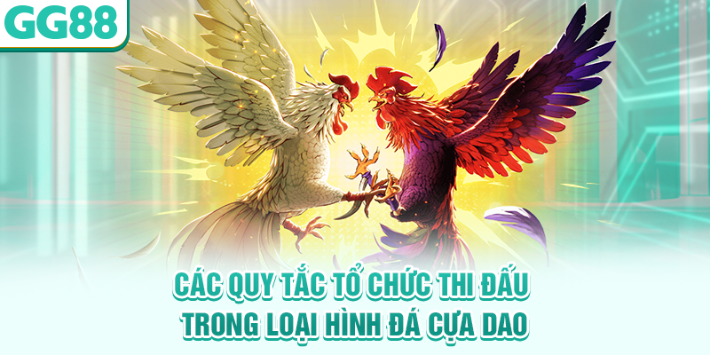 Các quy tắc tổ chức thi đấu trong loại hình đá cựa dao