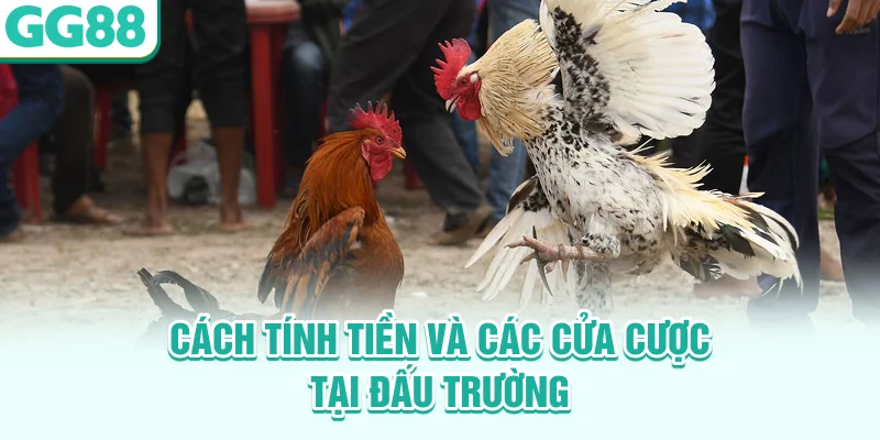 Cách tính tiền và các cửa cược tại đấu trường