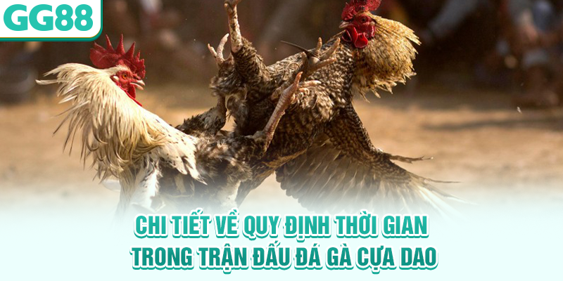 Chi tiết về quy định thời gian trong trận đấu đá gà cựa dao