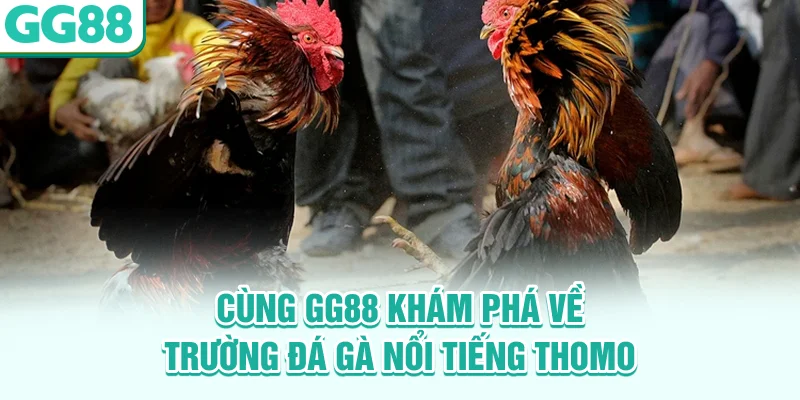 Cùng GG88 khám phá về trường đá gà nổi tiếng Thomo