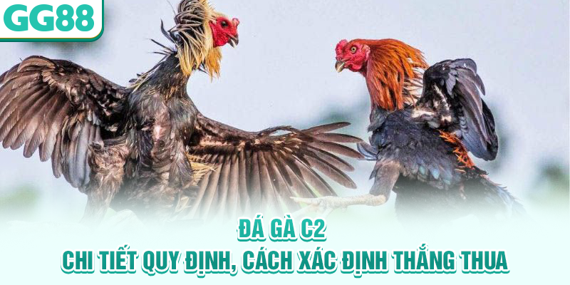 Đá gà C2