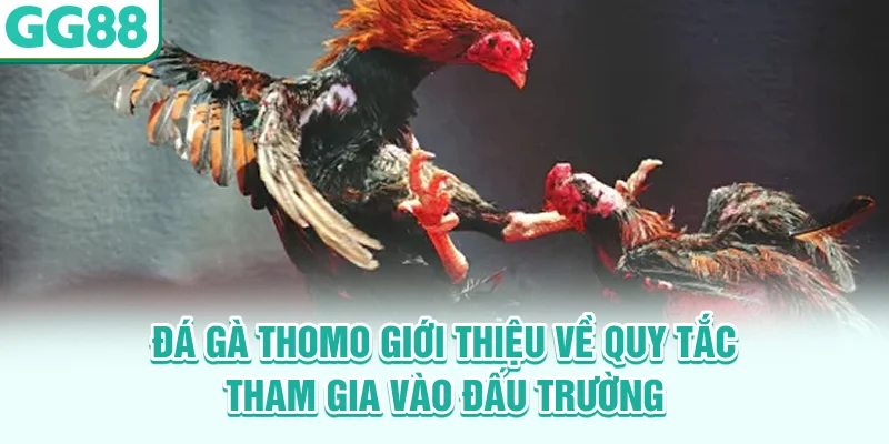 Đá gà Thomo