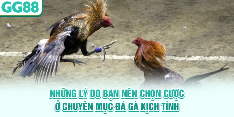 Những lý do bạn nên chọn cược ở chuyên mục đá gà kịch tính