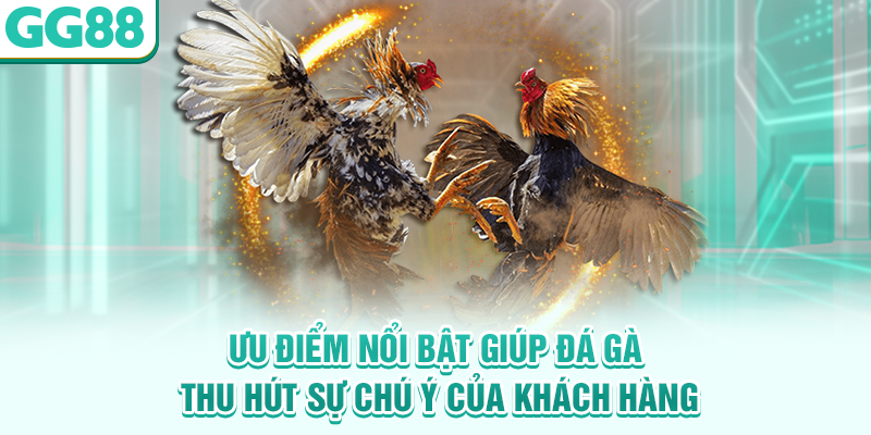 Ưu điểm nổi bật giúp đá gà thu hút sự chú ý của khách hàng